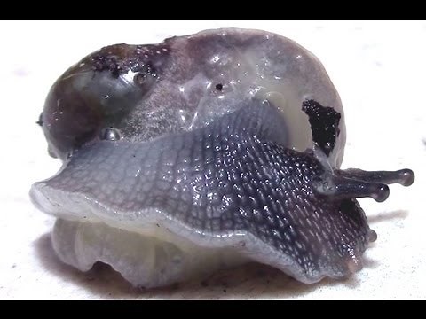 A Snail Without a Shell