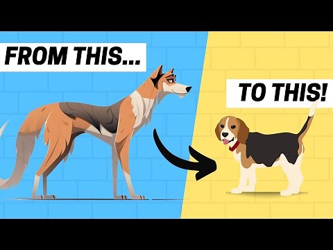 The History of BEAGLES