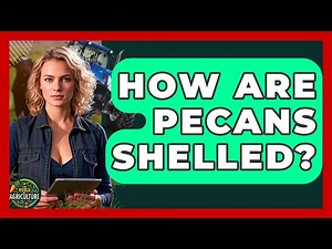 How Are Pecans Shelled? - The World of Agriculture