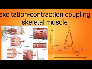 mucle excitation contraction coupling(physiology lecture 7)