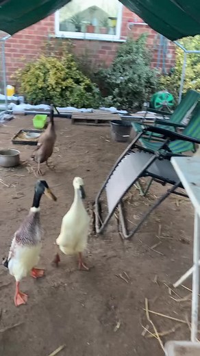 Adorable Indian Runner Ducks Eating Peas with Love