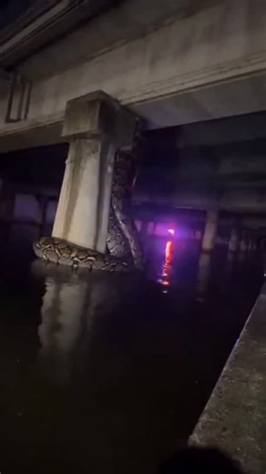 Adam on Instagram: "Massive Snake Found Coiled Under City Bridge Beneath a city bridge shows what appears to be an enormous snake wrapped around the concrete supports, partially submerged in the river below. #BreakingNews #CaughtOnCamera #GiantSnake #PoliceScene #ViralVideo"