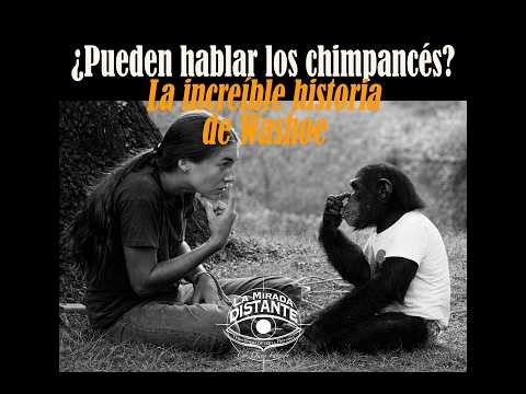 ¿Pueden hablar los chimpancés? La increíble historia de Washoe