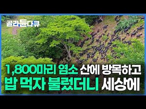 A Desolate Cliff Where No One Goes. I Turned an Entire Mountain into a Farm for 1,800 Goats｜Korea...