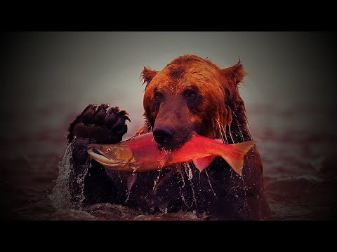 Catching Wild Salmon near Massive Bears!!! {Catch Clean Cook} fresh fish grilled on the Boat!