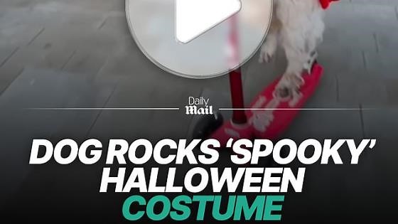 Adorable dog rocks 'spooky' vampire costume