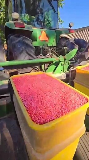 THE PROCESS OF PLANTING SOYBEANS