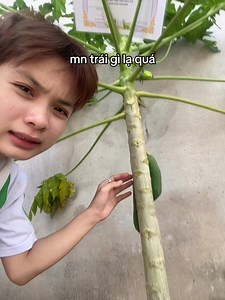 cây đu đủ a trồng #xyzabc