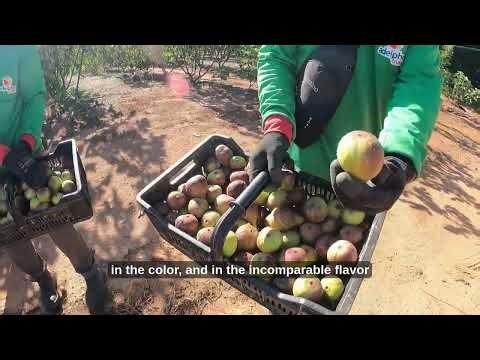 How EM Technology Powers Global Fruit Exports