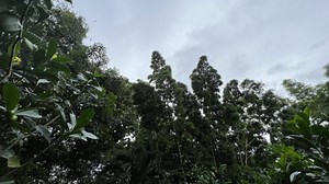 Trinidad & Tobago placed under a ‘weather emergency’ alert