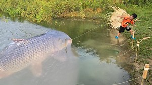 Fishing techniques for fishing with earthworms in Highland Boy Khai harvests lake carp for sale | Court Shows