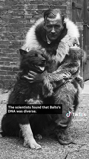 Balto's DNA: Unlocking the Secrets of a Heroic Sled Dog