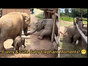 Cutest Baby Elephant Moments Ever 🐘 || Funny & Adorable Elephant Compilation 2025”