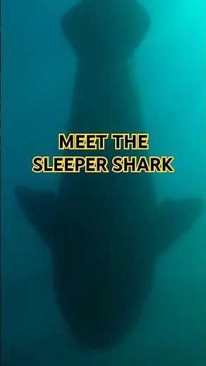 Could this be the largest predatory shark on the planet?: The Pacific Sleeper Shark! #shorts #shark