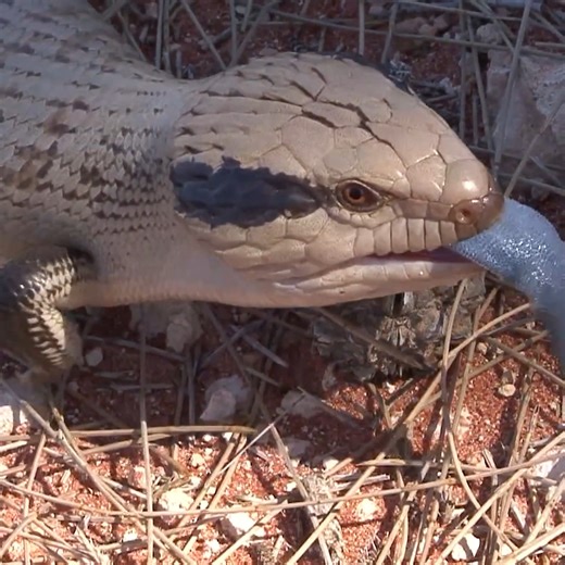 This cute lizard makes a great pet! #Nature #Wildlife #animalogic #damnature #Amazing #lizard | Animalogic