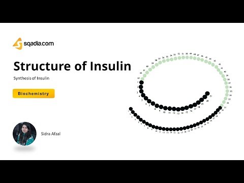 Synthesis of Insulin | Structure of Insulin