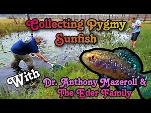 Collecting Wild Pygmy Sunfish & Acara With Dr. Anthony Mazeroll and The Eder Family in Florida
