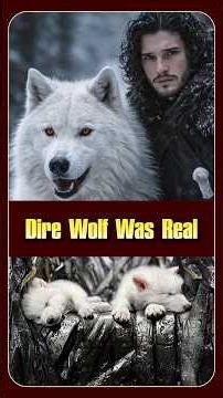 Dire Wolf Was Real 😱..#direwolf #shorts #direwolf #animals #facts #tamil #animalfacts