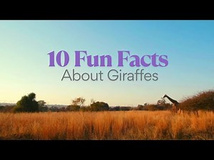 10 Fun Facts About Giraffes 🦒 | Amazing Animal Facts for Kids!