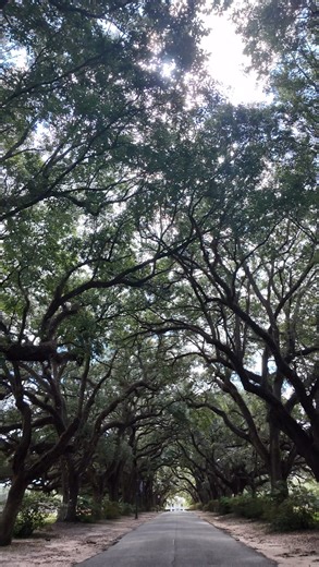 18K views · 360 reactions | Isn't she lovely? 懶  Spring Hill College | Visit Mobile | Facebook