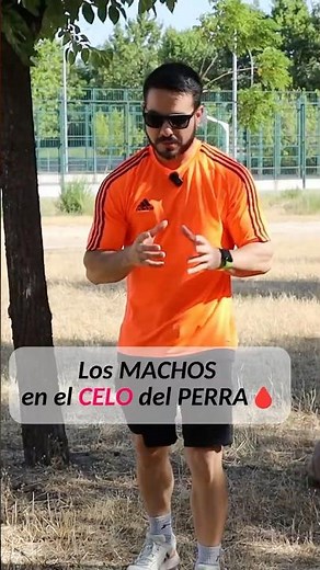 Male dogs and mounting in heat #dogtraining #dogeducation