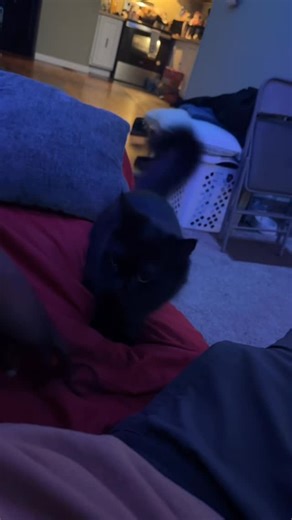 En’Rocquez🥀 | Bro, how a cat flabber my gasters. Never in my days. . . . #wtf #explorepage✨ #reels #cats #cats_of_instagram | Instagram