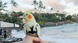 Woody the Cockatiel Enjoys Her Hawaiian Adventures