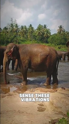 How Elephants Communicate: The Secret Language of Giants #ElephantCommunication #WildlifeFacts