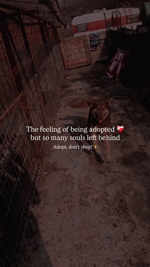 Meet Denali: My First Rescue Pup from Romania