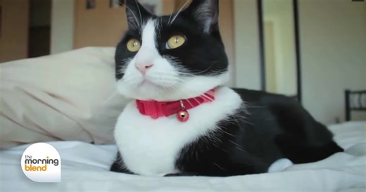 Feline Heart Health