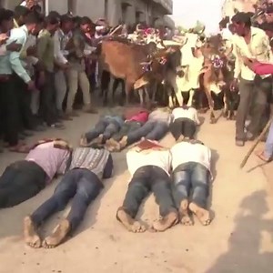 1.4M views · 74 shares | These men volunteered to be trampled by cows! | Daily Mail Video | Facebook