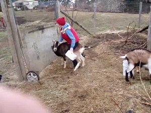 Goat Ride