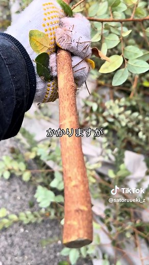 剪定の重要性とトキワマンサクの管理法