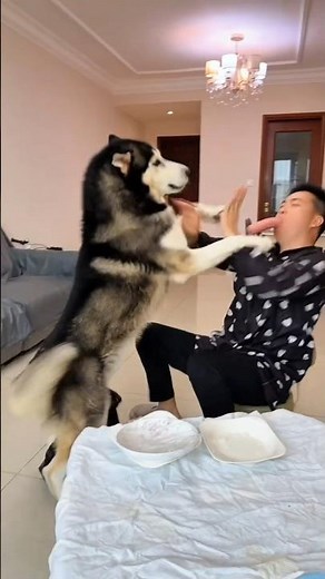 Huskies Are Literally the Funniest Dogs Ever 😂🐺 #shorts