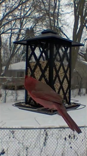 Scientific name for the male Northern Cardinal, and the species in general, is Cardinalis cardinalis