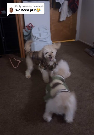 Replying to @cassie oso & Max rematch 😂 #playfight #puppy #cavapoo #dogsoftiktok #poochon #poodlesoftiktok