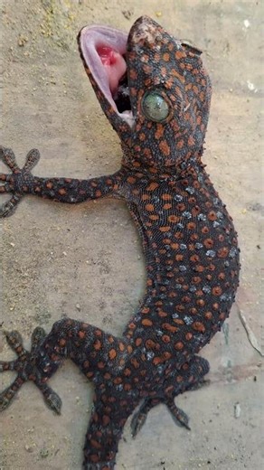 Tokek Gecko Sound #Lizard #gecko