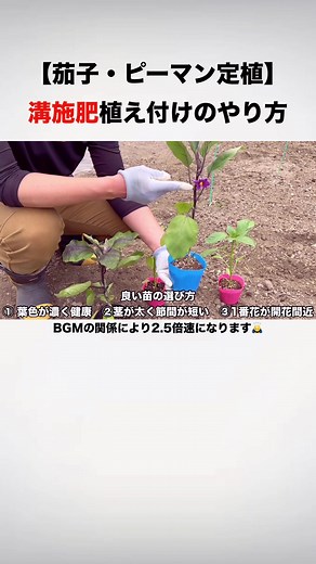 ナス・ピーマン植え付け：溝施肥のやり方！