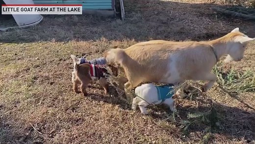 These baby goats look adorbable in their sweaters. 📹: Little Goat Farm at the Lake | The National Desk - TND
