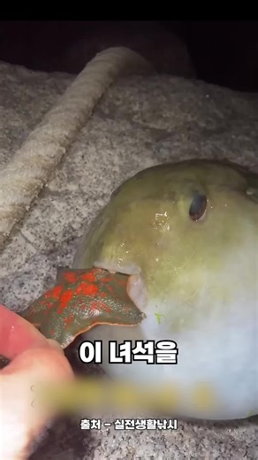 복어를 만지면 안 되는 이유와 재미있는 반응