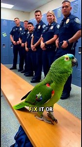 148K views · 3.6K reactions | Why Are You All Leaning Like a Wi-Fi Signal?  Officer Parrot in Action #fblifestyle #lifestyle #parrots #cops | Fish Cutting Studio | Facebook