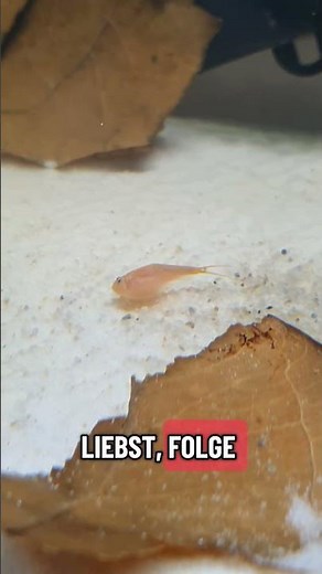 🦐 Hier lebt der Triops longicaudatus 🦐 #triops #shorts #triopsgalaxy