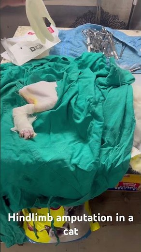 Hindlimb amputation in cat#cat surgery#limb amputation #cat