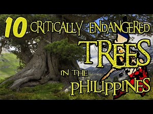 Critically Endangered TREES in the Philippines.