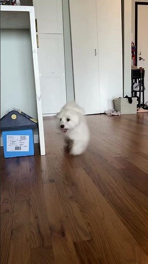 ✨ Meet our little bundle of joy, a Maltese puppy as adorable as a fluffy cloud! 😍