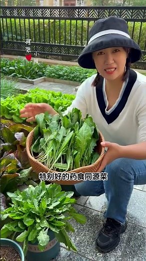 Plant dandelions once and harvest them year after year—why not plant