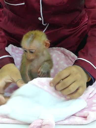 4.9K views · 123 reactions | Baby Monkey Bom's Family | Mr Bon | Facebook