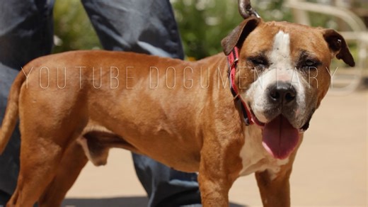 American pit bull terrier expert's view on the term "pit bull"