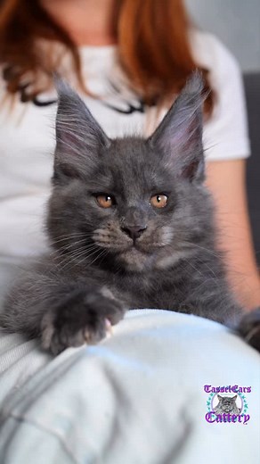 8.1K views · 4.5K reactions | #bw_a Boo! I told you that Neytiri’s little ones are a cute werewolves! This’s her son B.Rowan. #mainecoon #lovecats #kittens_of_instagram #petstagram | Tassel Ears Maine Coon Cattery | Facebook