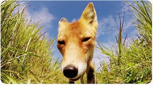 Fox Steals GoPro | Pesky Animal Thief
